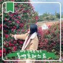53카정비 | 제주 동백포레스트 근처 주차 제주도 서귀포 동백꽃 만개 실시간