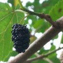 수락폭포 펜션 이미지