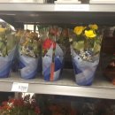 (봄맞이) 홈가드닝 이미지