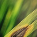 장성농협공동퇴비 | 벼 깨씨무늬병 왜 생길까? 대책은😢