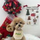 자연애견미용실 이미지