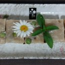 콩보리네