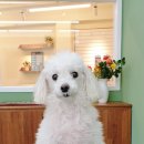 소우주 애견미용실 이미지