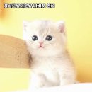 강남고양이분양 나비캣 | 강남 아기고양이 분양, 나의 소중한 가족을 만나다!