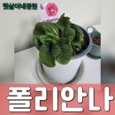 햇살이네정원 : 폴리안나 핑크파운틴 앵초 다년생 노지월동 식물 주문 후기