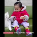 마이펫까까 이미지