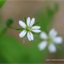 해피트리 이미지