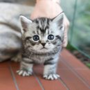 그루밍 플래너 이미지