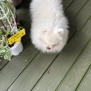 카페251