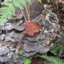 진도공설운동장 이미지