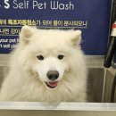 올리스 24 펫택시 네이버블로그