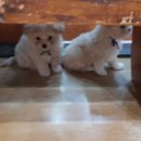 룰루랄라 이미지