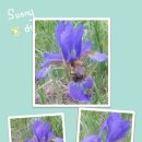 꽃의 노래 이미지