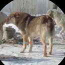 오견 계열(獒犬系列, 마스티프 계열) 전편 이미지