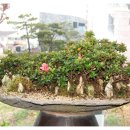 야생화테마펜션 이미지