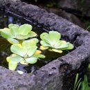 꽃，화분