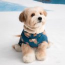 별이와콩이 | 겨울 산책 걱정 끝! 바잇미 더블히트 패딩 고민 후기