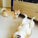 들어오시개 이미지