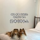 (주)굿데이 | 제주 동쪽 마당 있는 애견동반 숙소 굿데이하우스 내돈내산 후기