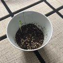 용인대 탑 태권도장 이미지