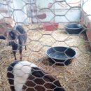 태성농장3 이미지