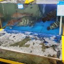 수산시장 | 노량진수산시장 서울수산 방삼회 후기 방어회부터 모둠회까지