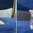 빅토리아펫 강아지고양이 잠실점 이미지