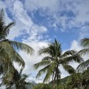 하이스파 | 나트랑2일차 루나스파 카피바라 동하이씨푸드 반미판 후기