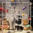 코코애견 | 남양주 별내 애견카페 리블링코코 방문 후기 🐶💛