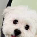 휴멍애견유치원 이미지