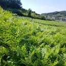 고창녹즙 Daum카페