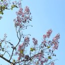 오동나무 이미지