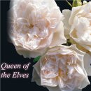 퀸 오브 디 엘브즈-Queen of the Elves /퀸 오브 디 엘비스 이미지