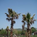 야자수정원 이미지