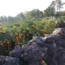 하가리집 이미지