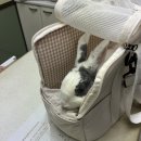 차오름동물병원 이미지