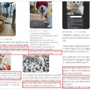 연산동물의료센터 | 부산동물병원추천 노령견 건강검진 잘하는 연산동물의료센터 후기