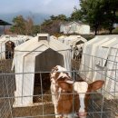 장현목장 이미지