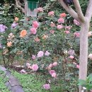 참내 이미지