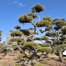 소나무정원 | 김포조경 양촌 대벽리 전원주택 마당 잔디 정원 소나무 식재 공사 후기