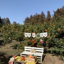 킴스제주 | 🍊 제주 귤따기 체험 | 제주킴스농장 귤창고 방문 후기