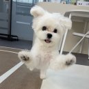 퍼시독 이미지