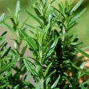 로즈마리 화원 이미지