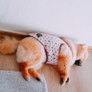 돌리샵 이미지