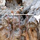 그루터기 이미지