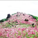 제암산-사자산-삼비산-봉화산-전일산 철쭉 종주 이미지
