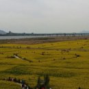 [부산] 봄나들이는 여기로 정했다~! 부산 봄꽃 명소 소개 이미지