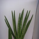 원뿔형 산세베리아 - 스투키(Sansevieria stukyi) 이미지