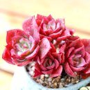 크라우스 이미지