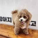 낭창한 강아지 이미지